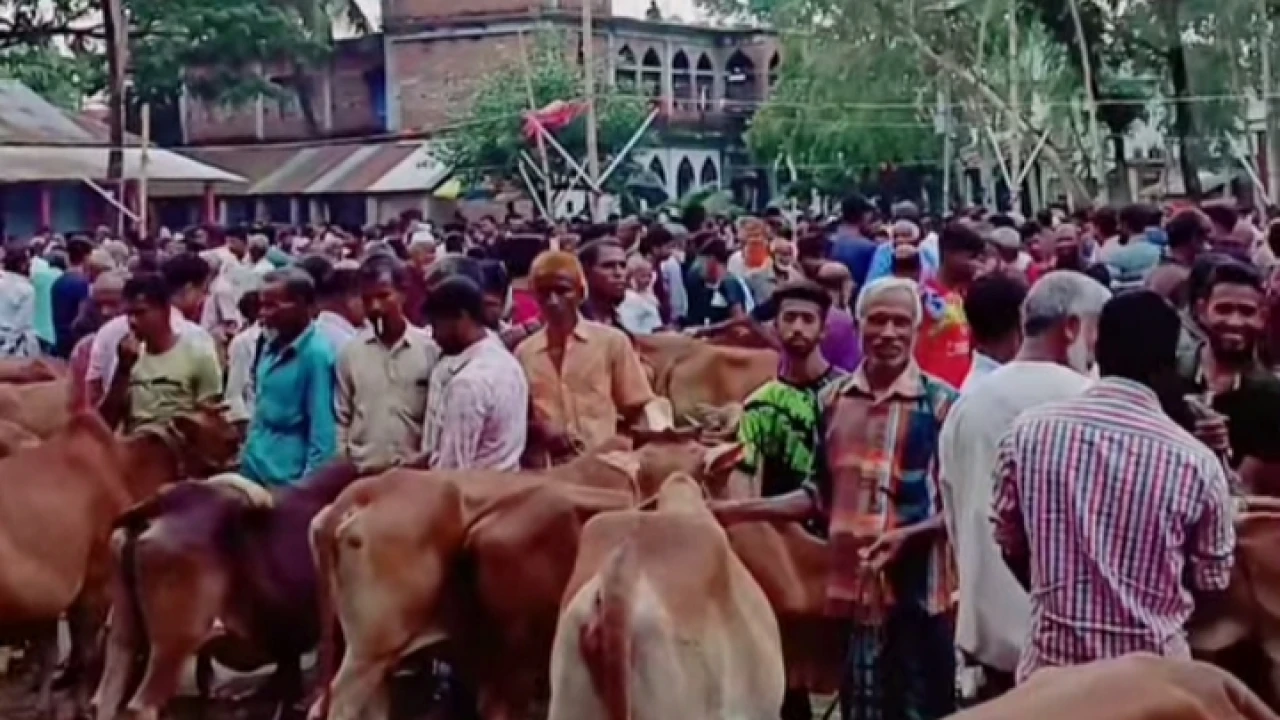 পীরগঞ্জে টুকুরিয়া হাটে উপচে পড়া ভিড়: জমে উঠেছে ঈদের শেষ মুহূর্তের পশুর হাট
