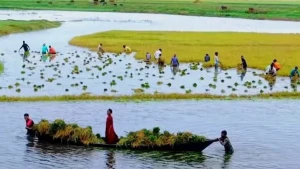 রাইতের মেঘে কৃষকের স্বপ্ন পানিতে তলিয়ে গেছে