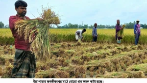 উল্লাপাড়ায় শুরু বোরো ধান কাটা :ভালো ফলনে খুশী কৃষকেরা