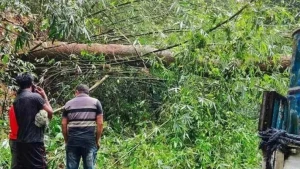 ঝড়ে গাছ পড়ে সাড়ে ৫ ঘন্টা যান চলাচল বন্ধ; এখন স্বাভাবিক