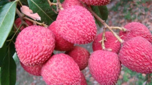 রাজশাহীতে লিচুর অস্বাভাবিক দাম