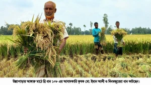 উল্লাপাড়ায় কৃষক খুশী  ব্রি ধান ১০৮ ফলনে