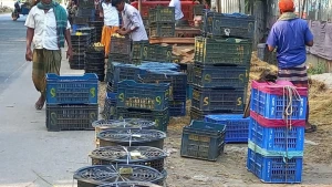 উল্লাপাড়ায়   হাঁসের বাচ্চা ব্যবসায় মোকাম বাজার