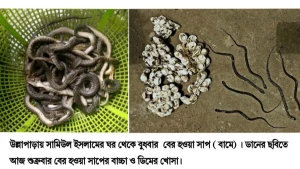উল্লাপাড়ায় দুদিনে মারা হলো ৪৬ টি সাপ