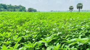 খরচের চাপে দিশেহারা কৃষক, তবু সালথার মাঠজুড়ে পাটের সবুজ সমারোহ