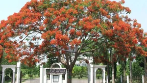 ইসলামী বিশ্ববিদ্যালয়ের উন্নয়ন প্রকল্পের ৩৪১ পদে নিয়োগ শূন্য