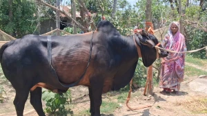 নূর খাতুনের ৭ লাখ টাকার গরু ‘কালাইয়া’
