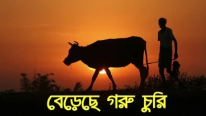 ঈদ সামনে হোসেনপুরে রাতভর গরুচোরের দাপট