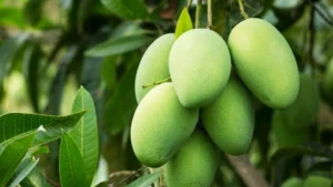 রাজশাহীর হাটে উঠেছে গুটি আম