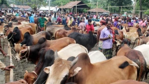 রায়পুর হাজীমারা গরুর হাটে বিক্রেতা ফ্রি, ক্রেতার হাসিল ৫০০ টাকা