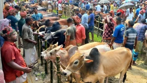 উল্লাপাড়ায় কোরবানি পশুতে জমেছে গ্যাস লাইন হাট