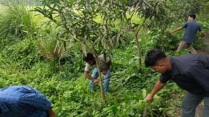 অযত্নে থাকা ফলজ বৃক্ষ রক্ষায় নোবিপ্রবি ছাত্রদলের পরিচ্ছন্নতা কর্মসূচি