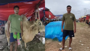 ৬টি গরু নিয়ে ঢাকার হাটে ইবির আইন বিভাগের শিক্ষার্থী, ‘উদ্যোক্তা’ হওয়ার স্বপ্ন