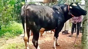 মৌলভীবাজারে কুরবানির হাঁটে "কালো মানিক"