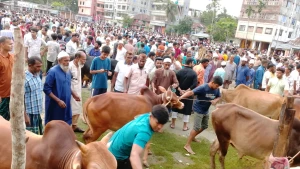 ঈদ সামনে, জমে উঠেছে বাউফলের পাবলিক পাঠ হাটের কোরবানির পশুর বাজার। ক্রেতা-বিক্রেতাদের ভিড়ে মুখর পুরো হাট