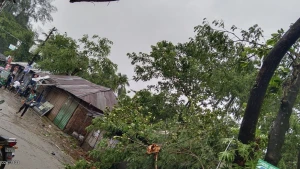 ঝড়-বৃষ্টিতে মাইজদীতে দোকানের ওপর গাছ ভেঙে পড়েছে