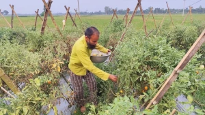 গ্রীষ্মকালীন টমেটো চাষে ভাগ্যবদল বদলগাছীর কৃষক জামিল কাজীর