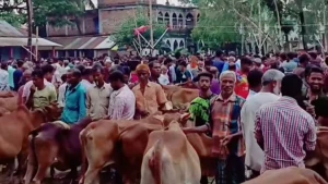 পীরগঞ্জে টুকুরিয়া হাটে উপচে পড়া ভিড়: জমে উঠেছে ঈদের শেষ মুহূর্তের পশুর হাট