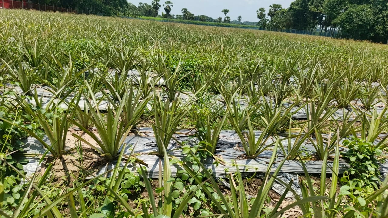 ফরিদপুরে ৮ বিঘা জমিতে প্রথমবারের মতো বাণিজ্যিক আনারস চাষ, ৮০ লাখ টাকা আয়ের আশা