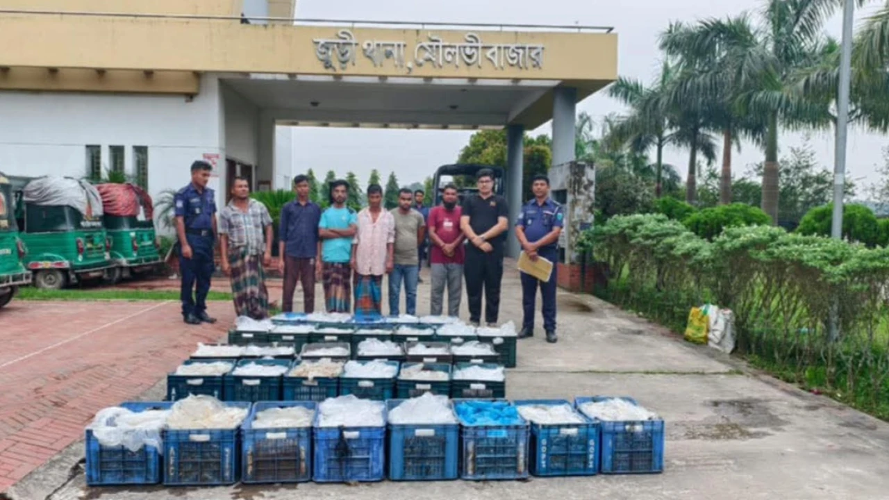 হাকালুকি হাওরে ৫৫০ কেজি পোনা মাছ জব্দ ও জরিমানা