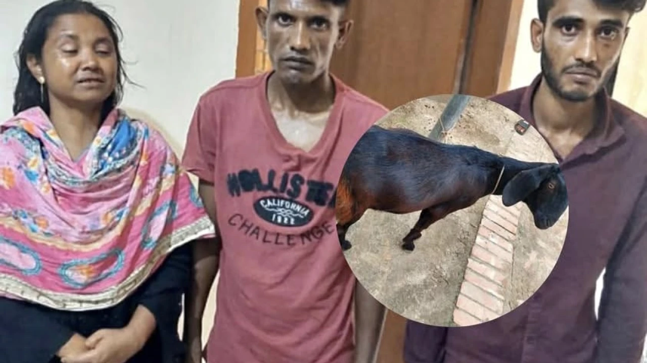 বদলগাছীতে ছাগল চুরি করতে গিয়ে জনতার হাতে আটক নারীসহ ২ যুবক