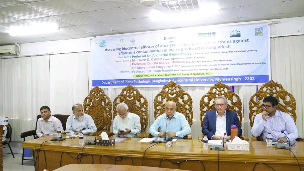 আফলাটক্সিন দূষণ মুক্ত ভুট্টা উৎপাদনে সফল বাকৃবির গবেষণা