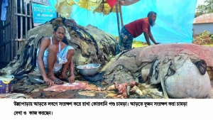 উল্লাপাড়ায় চামড়া আড়ত মালিকেরা মোকামের মহাজনদের অপেক্ষায়