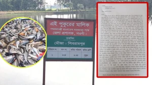 নওগাঁর ধামইরহাটে পুকুরে বিষ প্রয়োগের অভিযোগ, প্রায় ৩০ লাখ টাকার ক্ষতির আশঙ্কা