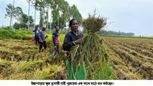 উল্লাপাড়ায় দলবেধে কাজে ক্ষুদ্র নৃগোষ্ঠী নারী - পুরুষেরা