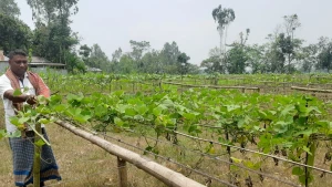 আবহাওয়ার সঙ্গে বদলে যাচ্ছে কুড়িগ্রামে কৃষির চিত্র  বিকল্প ফসলে বাড়ছে আগ্রহ।