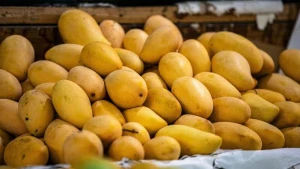 রাজশাহীর আম যাচ্ছে ফ্রান্সে