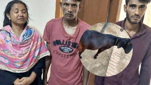 বদলগাছীতে ছাগল চুরি করতে গিয়ে জনতার হাতে আটক নারীসহ ২ যুবক
