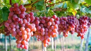 রাজশাহীতে  হচ্ছে আঙ্গুরের বাণিজ্যিক চাষ