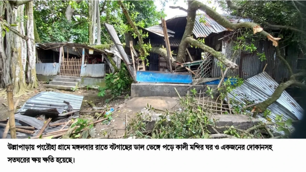 উল্লাপাড়ায় ডাল ভেঙ্গে পড়ে ভাঙ্গলো  কালী মন্দির ঘর দোকানসহ বসতঘর